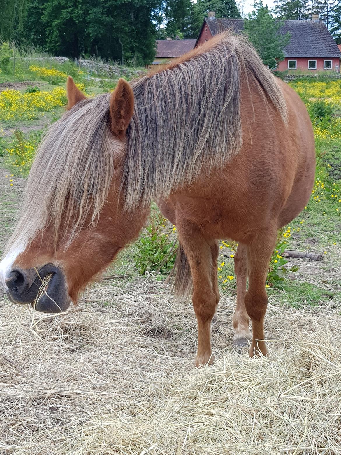 Welsh Mountain (sec A) møllegydens Lynn  billede 4