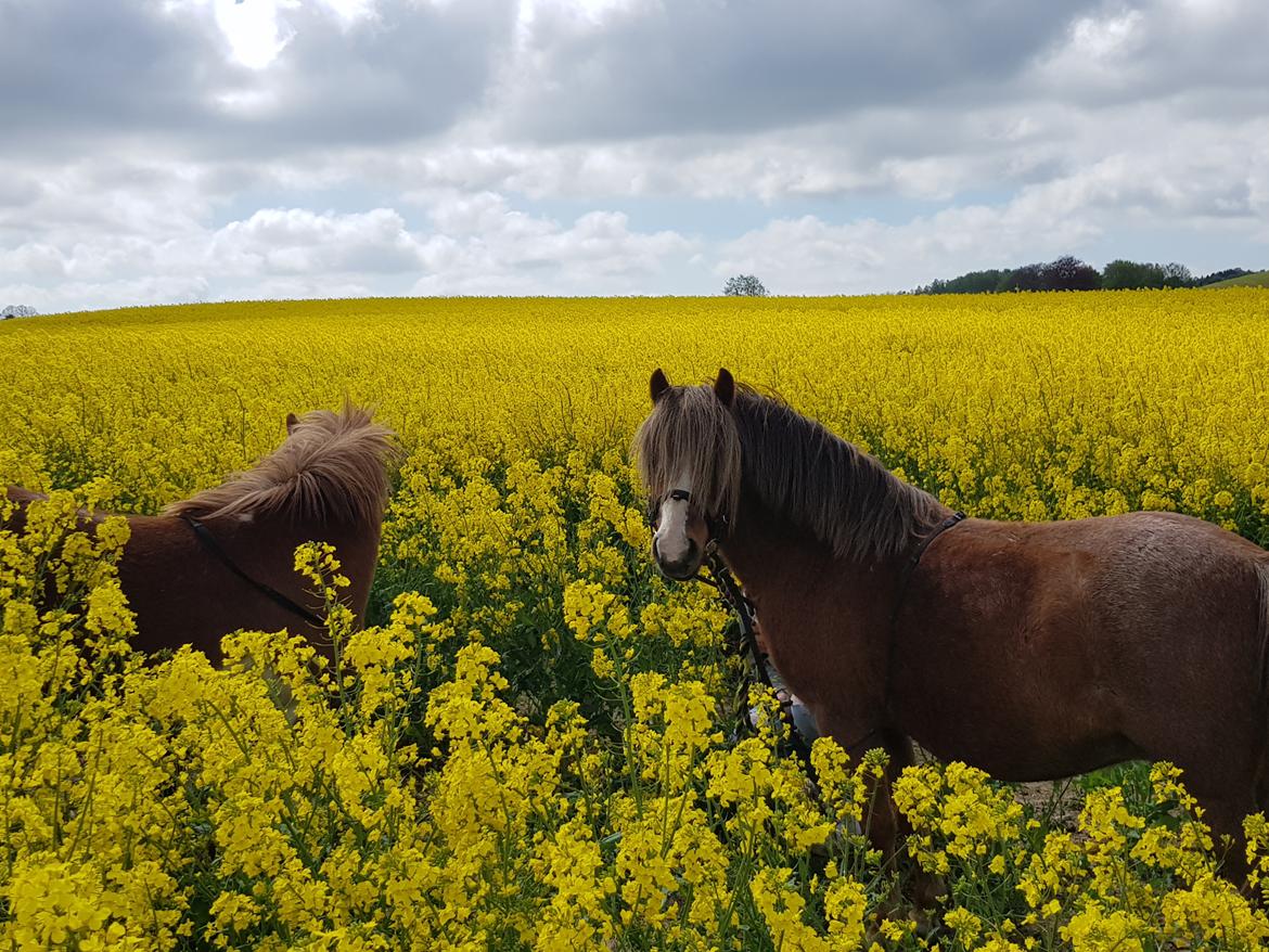 Welsh Mountain (sec A) møllegydens Lynn  billede 5