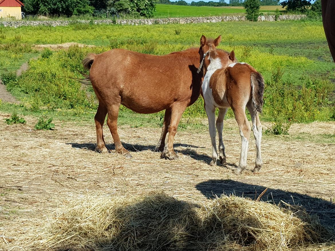 Welsh Mountain (sec A) møllegydens Lynn  billede 6