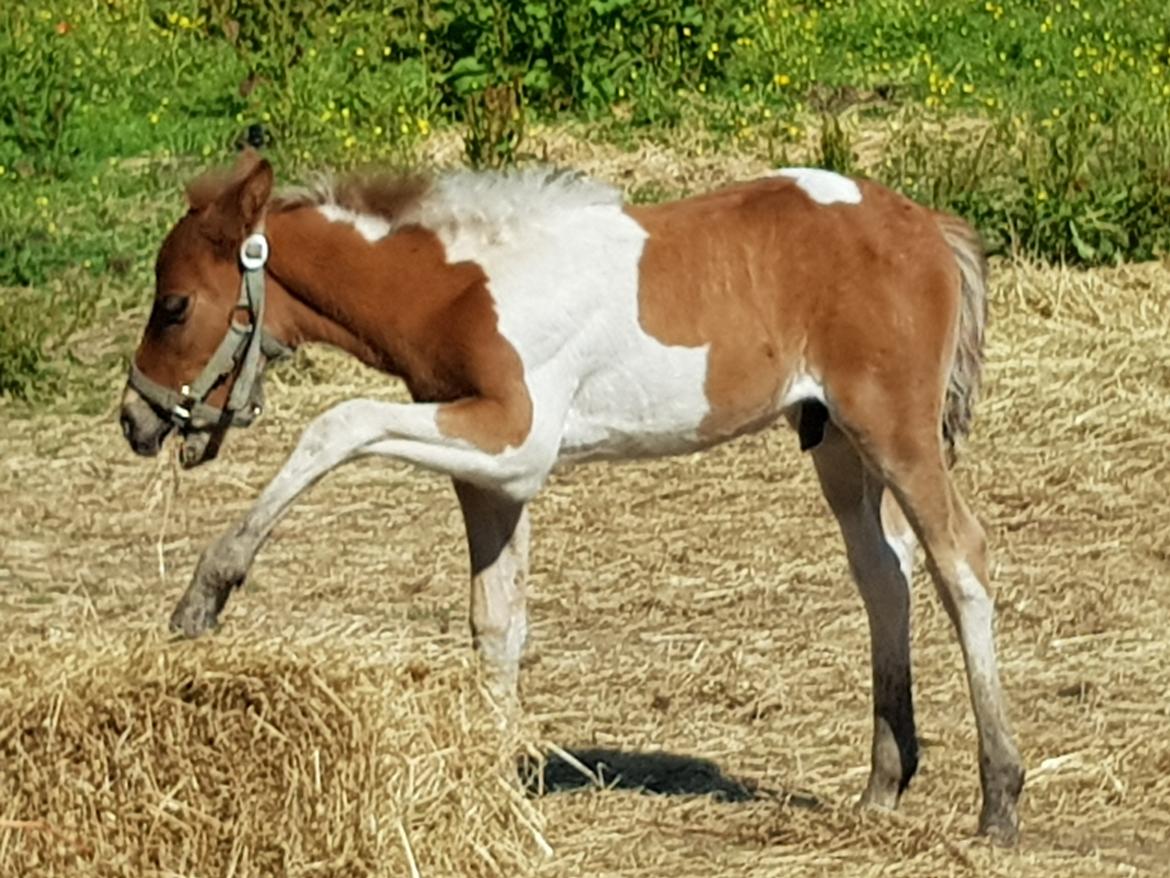 Welsh Partbred (Sec F) Team Babs's zorro billede 1