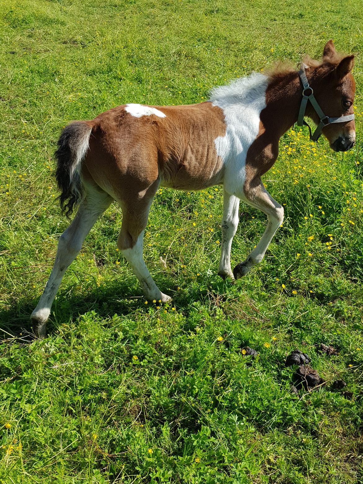 Welsh Partbred (Sec F) Team Babs's zorro billede 14