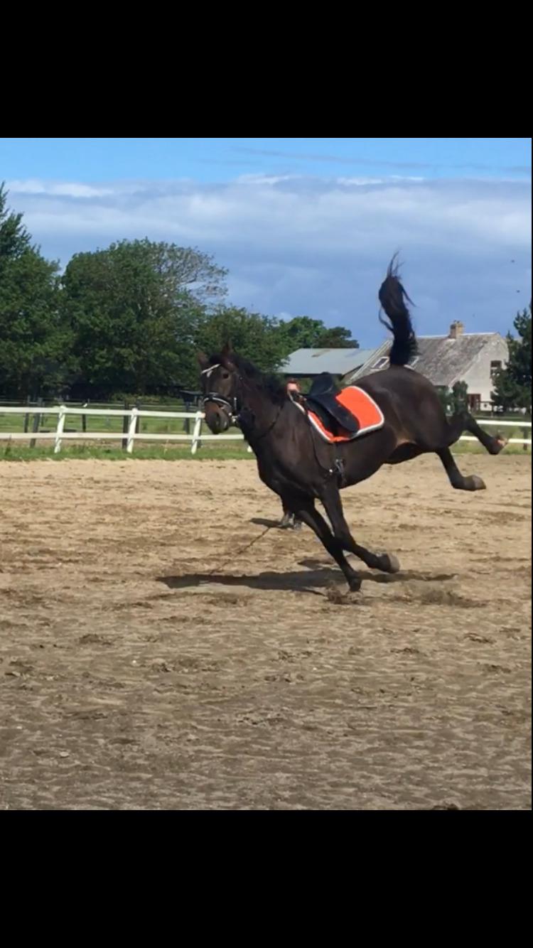 Oldenborg Kirsebærgårdens le azeidon - Juli 2020 billede 11