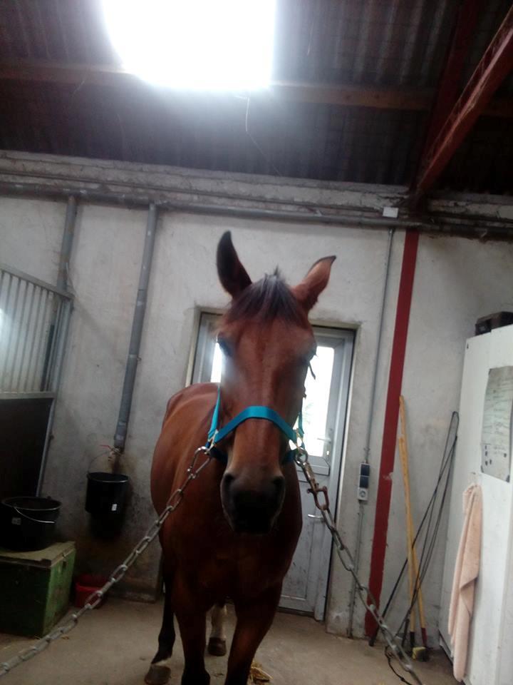 Traver Sweet n sour billede 8