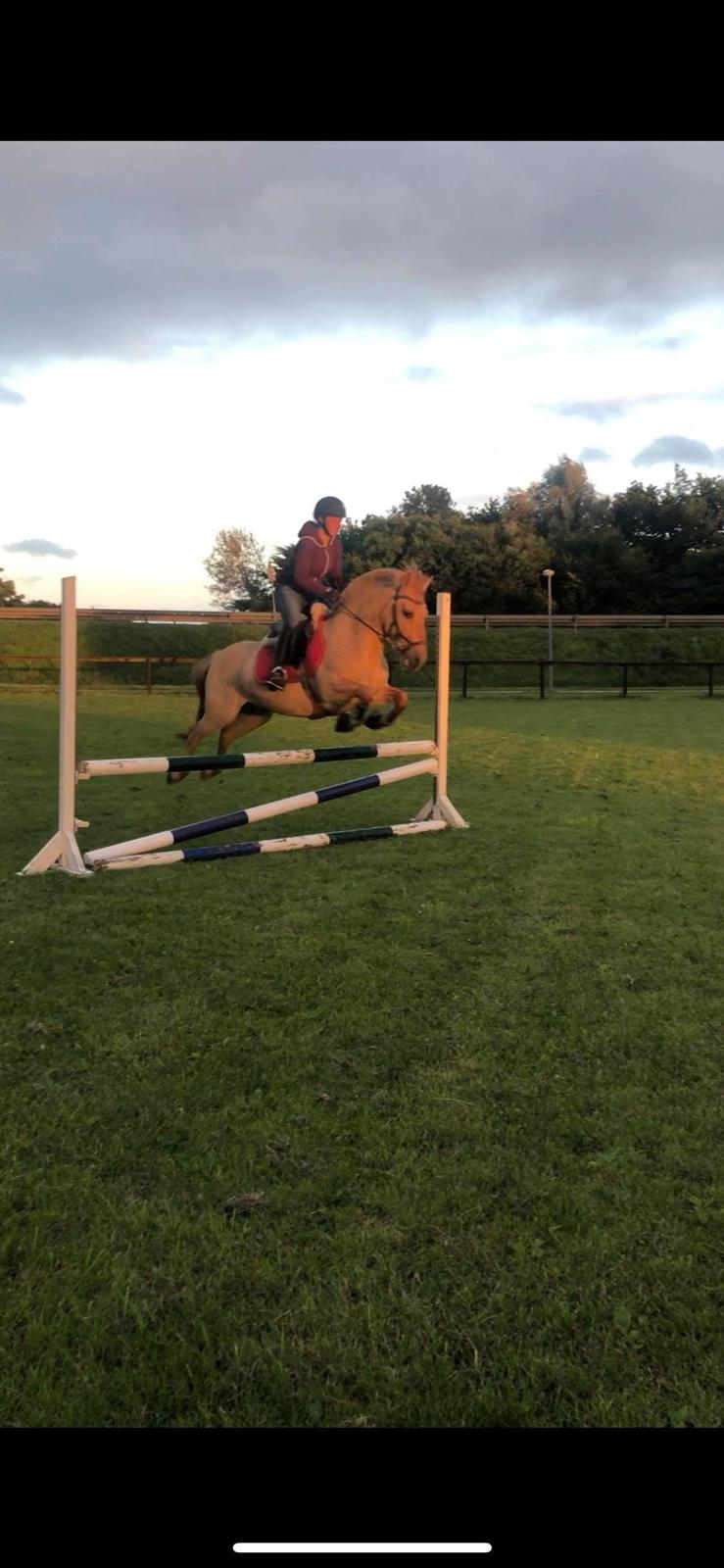 Anden særlig race Adonis billede 12