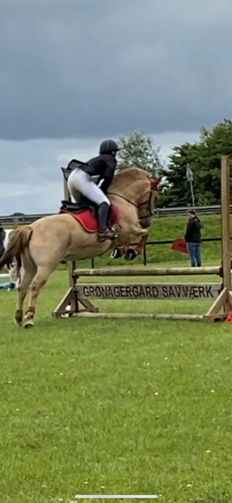 Anden særlig race Adonis billede 15