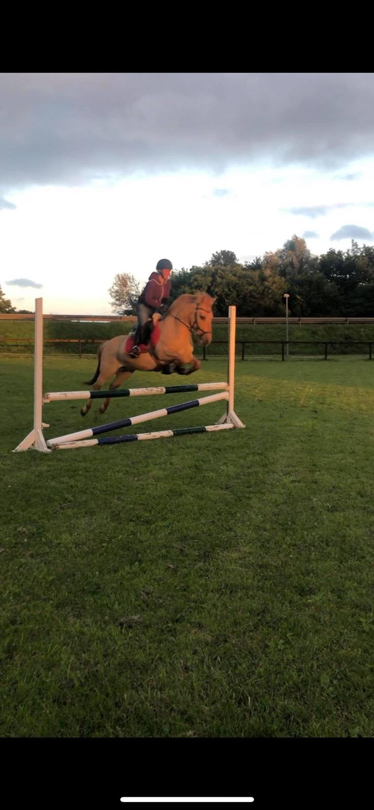 Anden særlig race Adonis billede 18