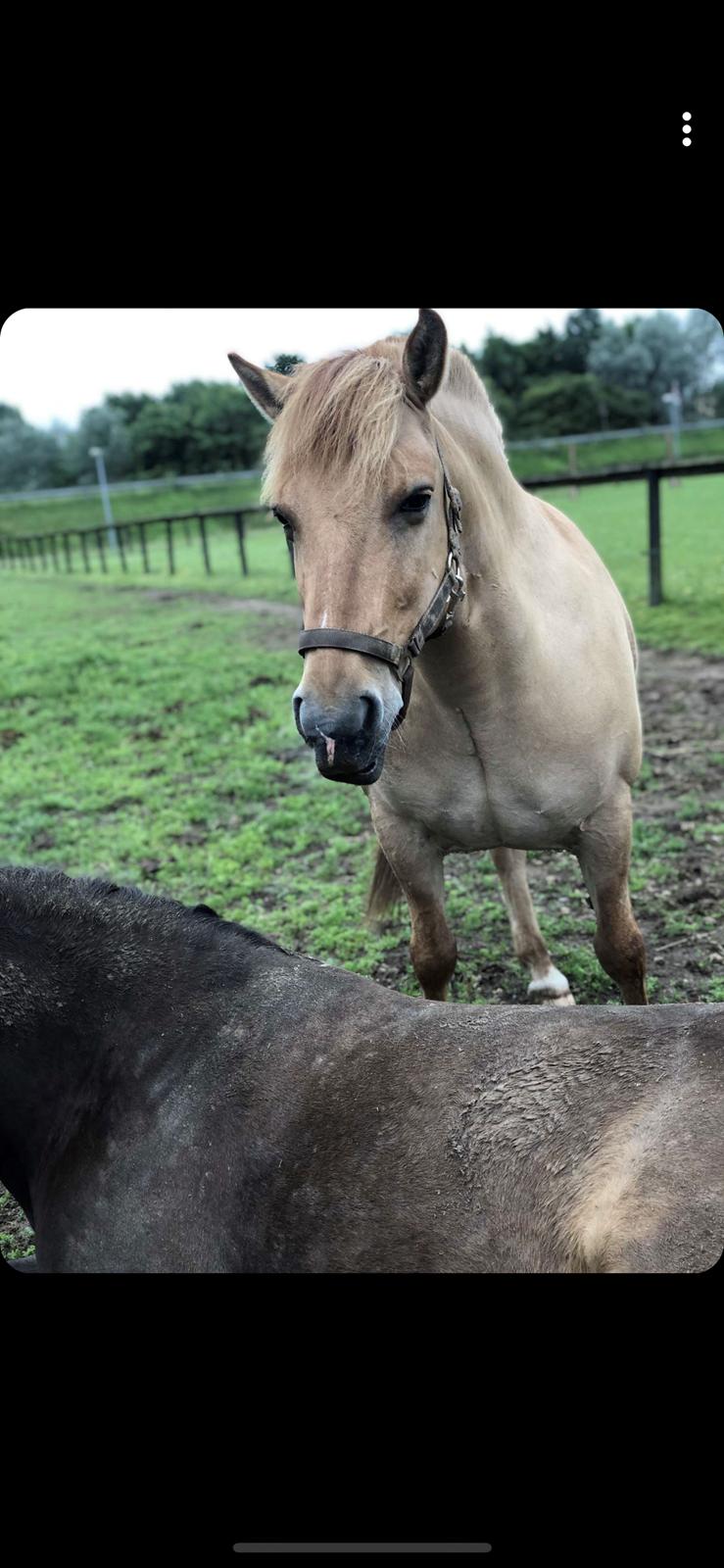 Anden særlig race Adonis billede 19