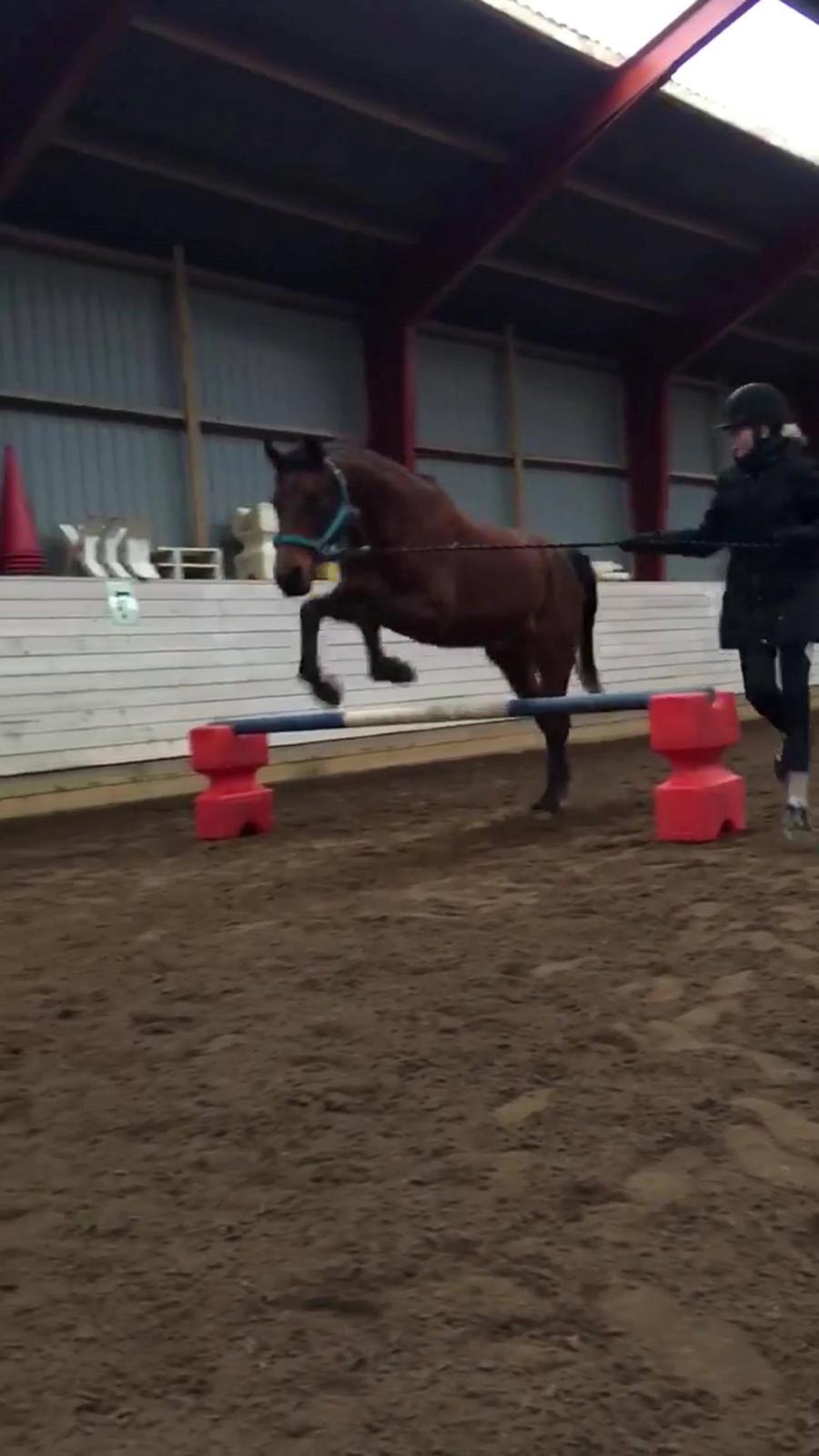 DSP Boliviano (Cas) billede 4