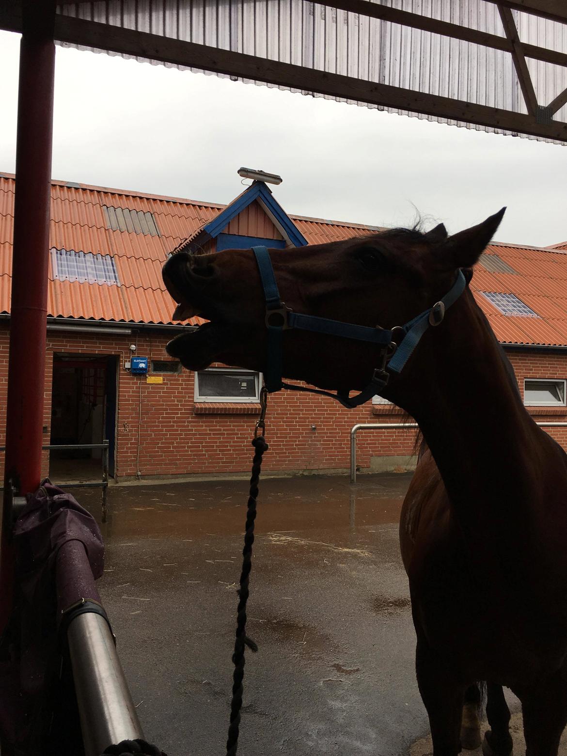 DSP Boliviano (Cas) billede 5