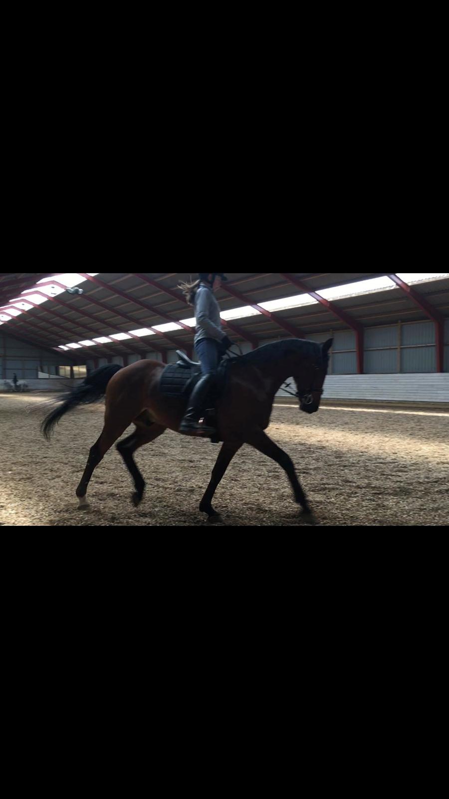 DSP Boliviano (Cas) billede 6