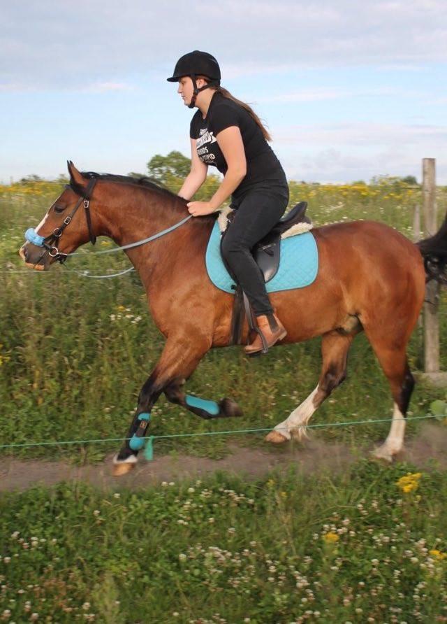 Welsh Pony af Cob-type (sec C) Flynn Rider billede 39