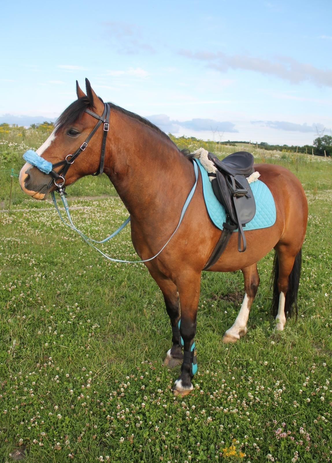 Welsh Pony af Cob-type (sec C) Flynn Rider billede 17