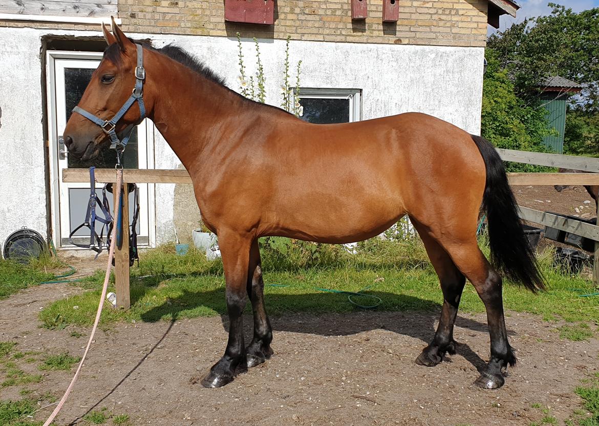 Anden særlig race Nabia SOLGT billede 1