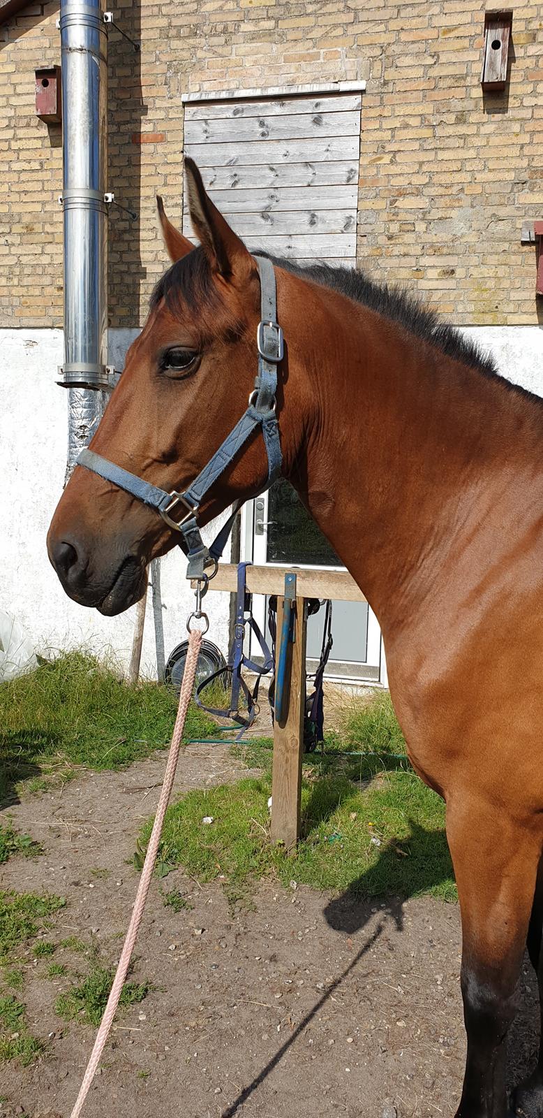 Anden særlig race Nabia SOLGT billede 2