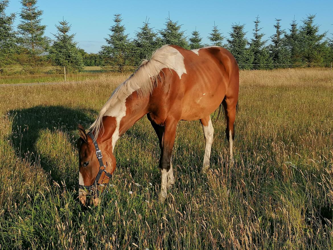 Pinto Løvegaardens Lurifax Wito billede 6