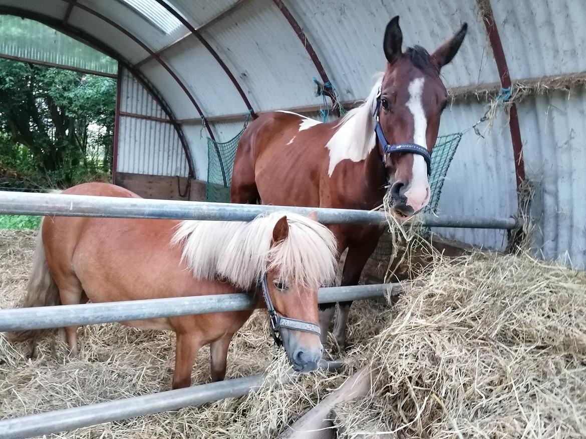 Pinto Løvegaardens Lurifax Wito billede 8