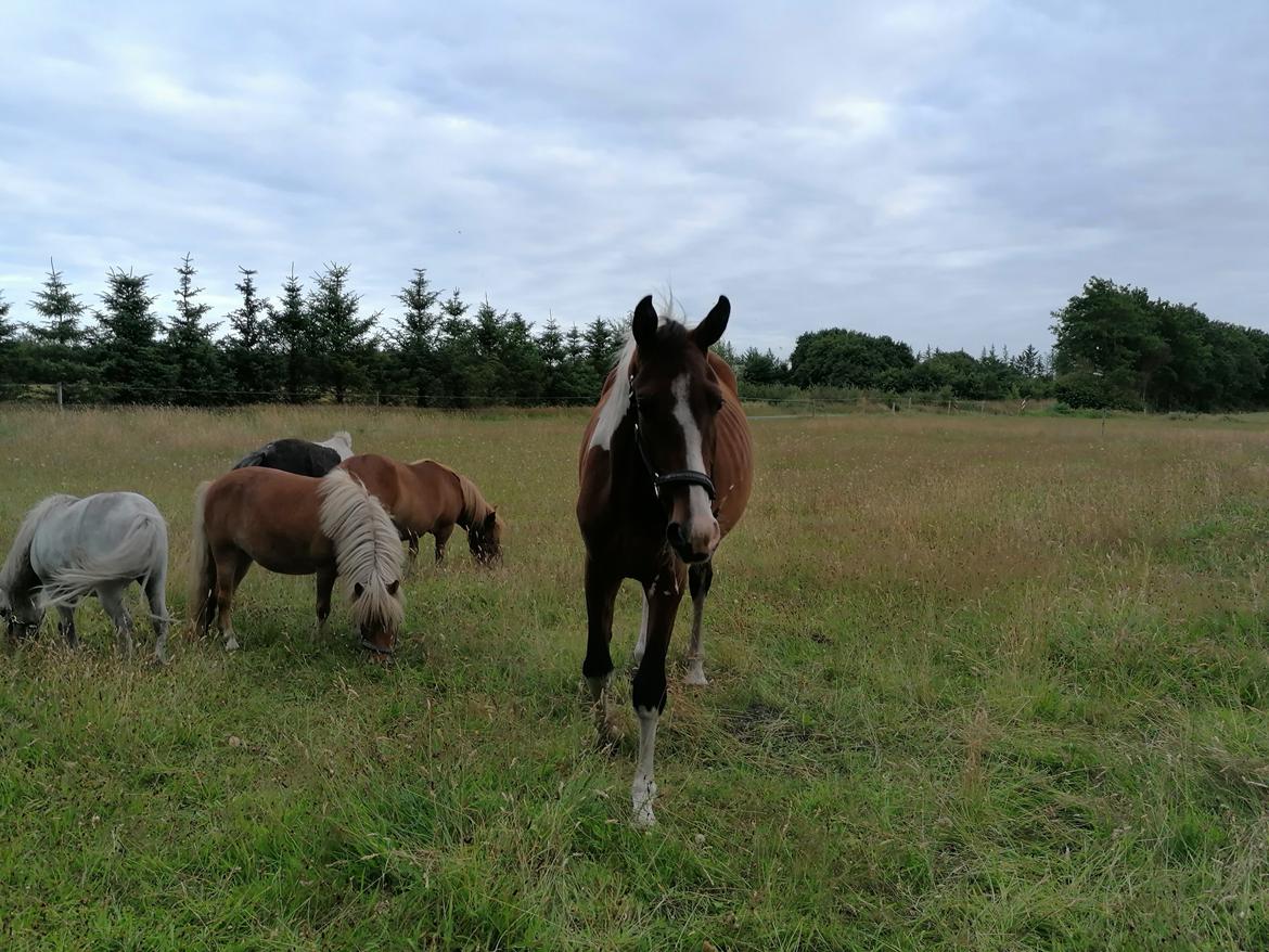 Pinto Løvegaardens Lurifax Wito billede 7