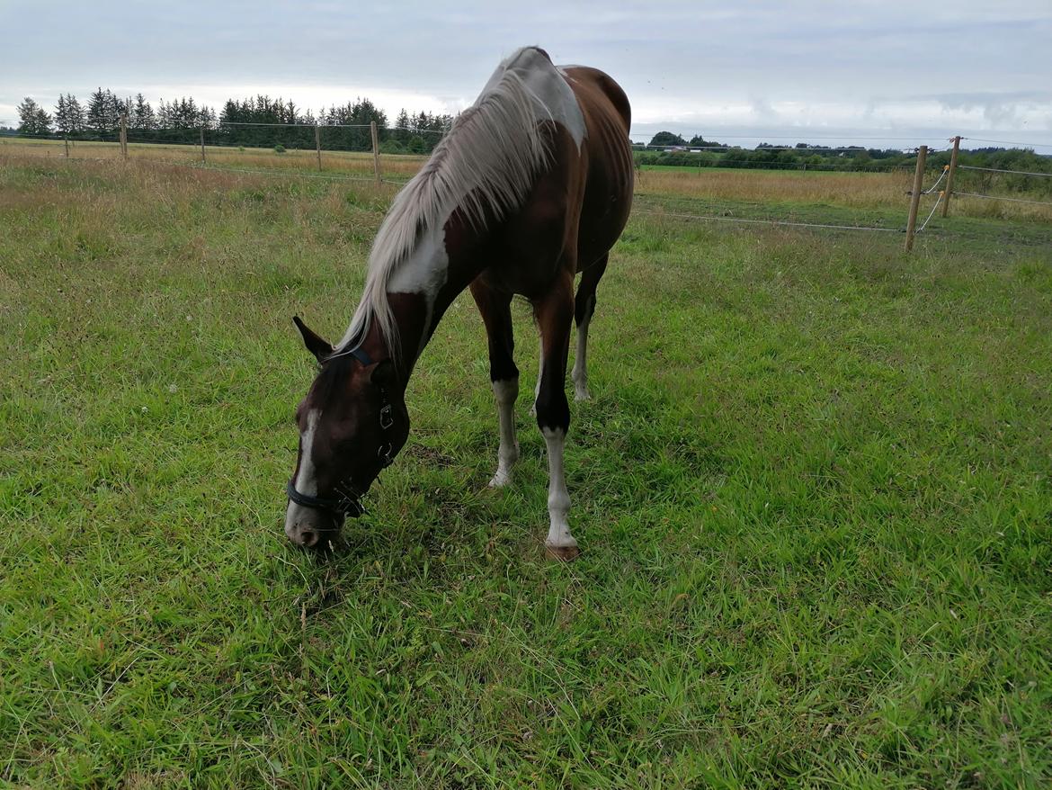 Pinto Løvegaardens Lurifax Wito billede 9
