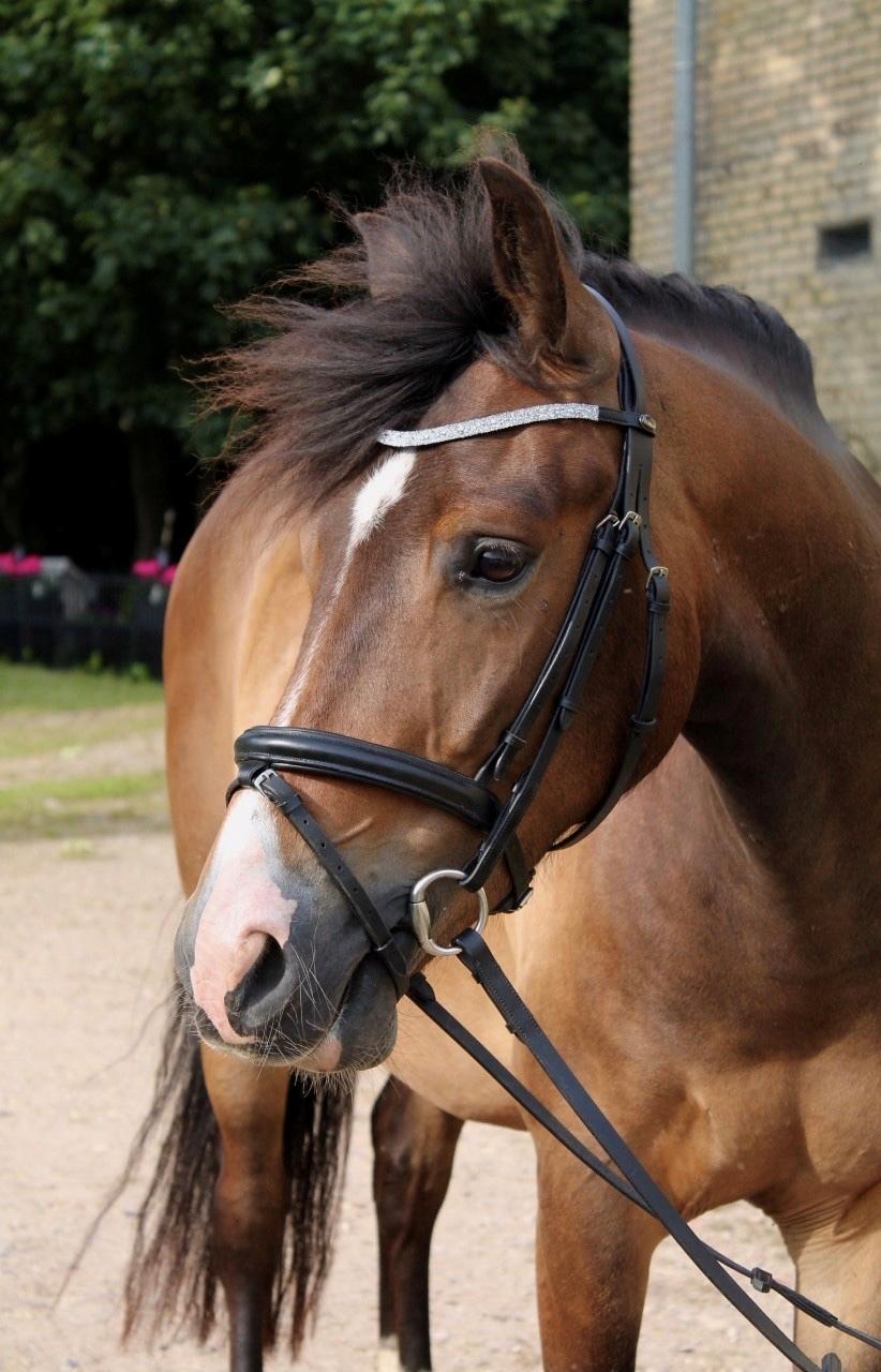 New Forest Bosagergårds Cooper - Juli 2020 billede 19