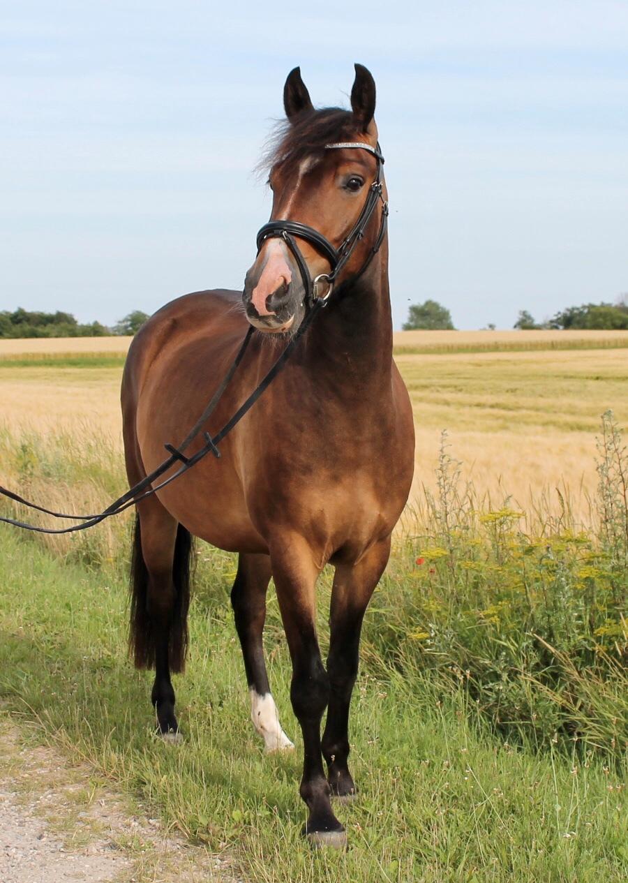 New Forest Bosagergårds Cooper - Juli 2020 billede 17