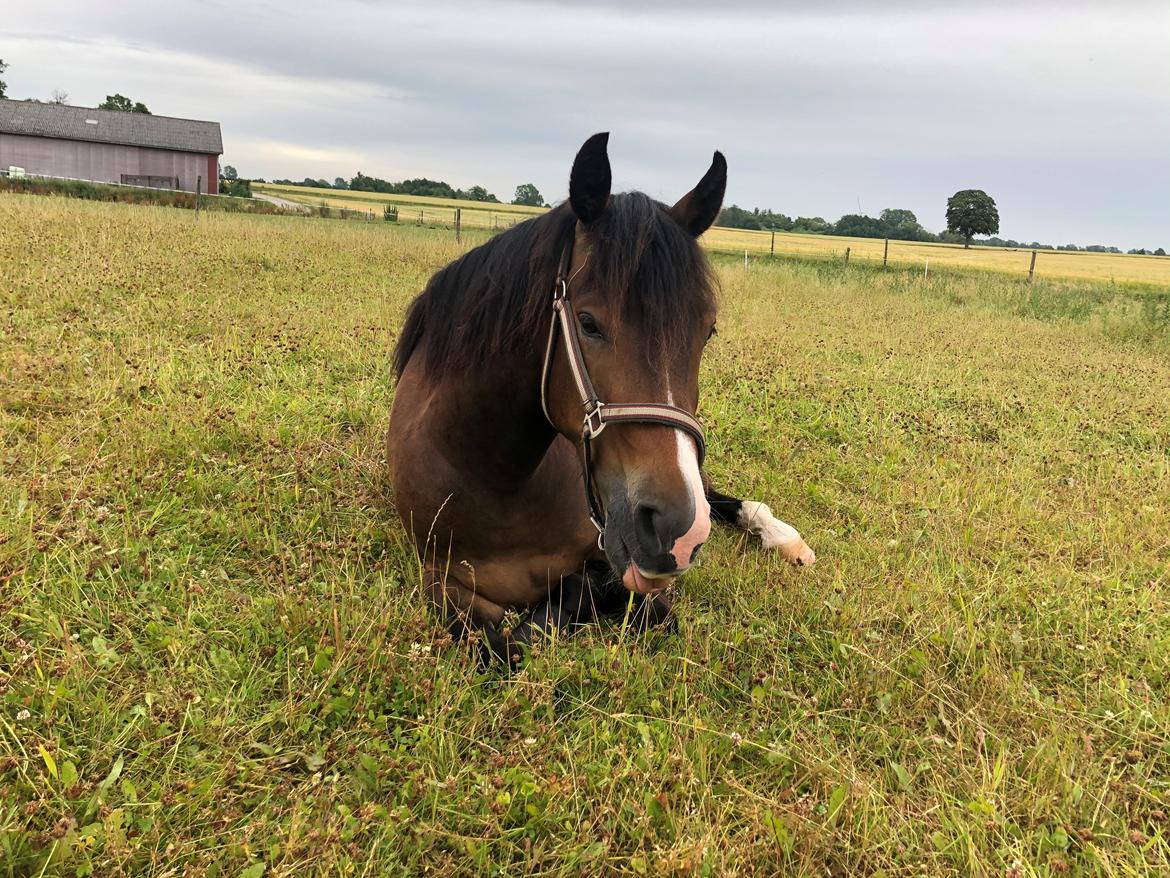 New Forest Bosagergårds Cooper - 10. juli 2020 billede 20