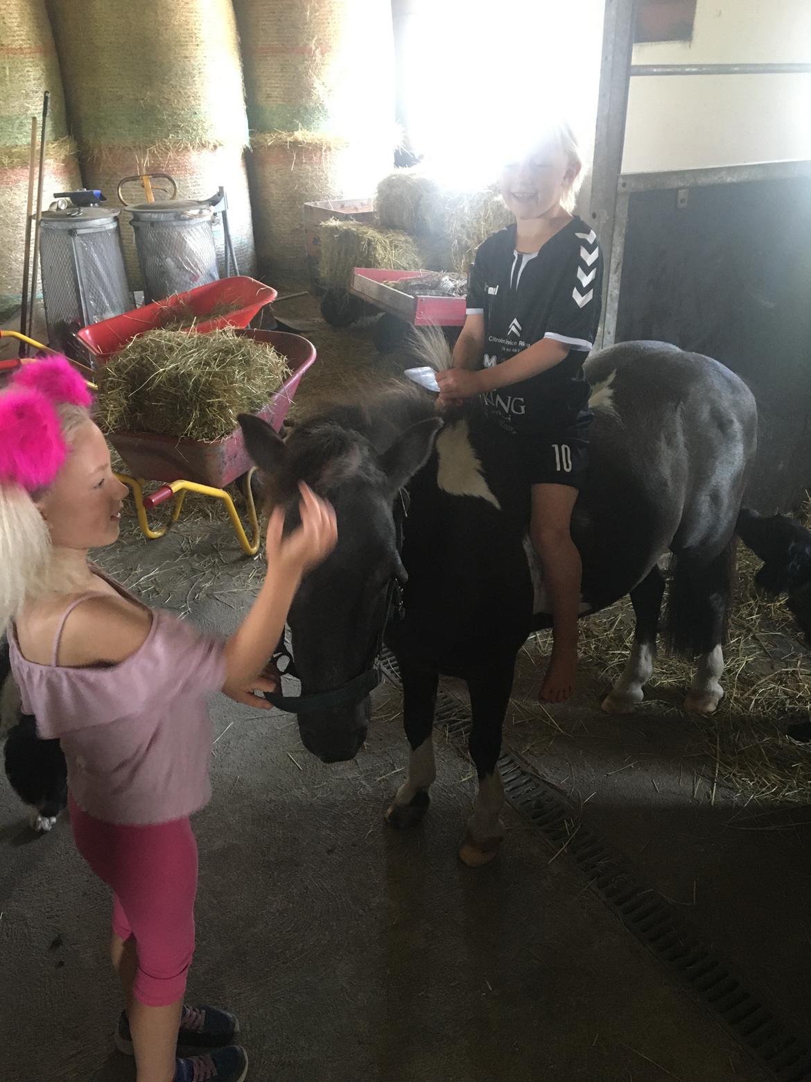 Anden særlig race Filuca  billede 20