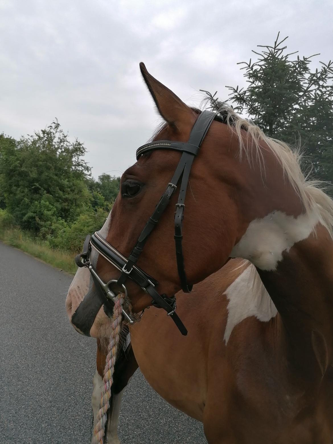 Pinto Løvegaardens Lurifax Wito billede 5