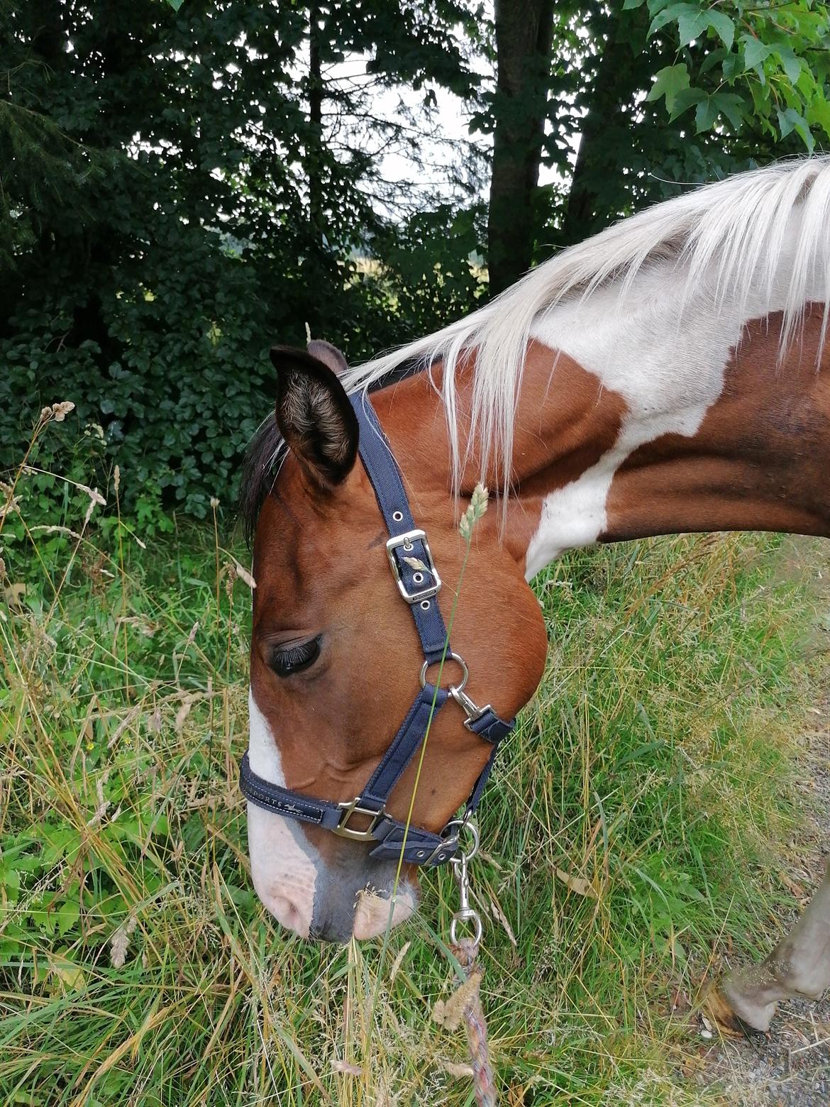 Pinto Løvegaardens Lurifax Wito billede 10