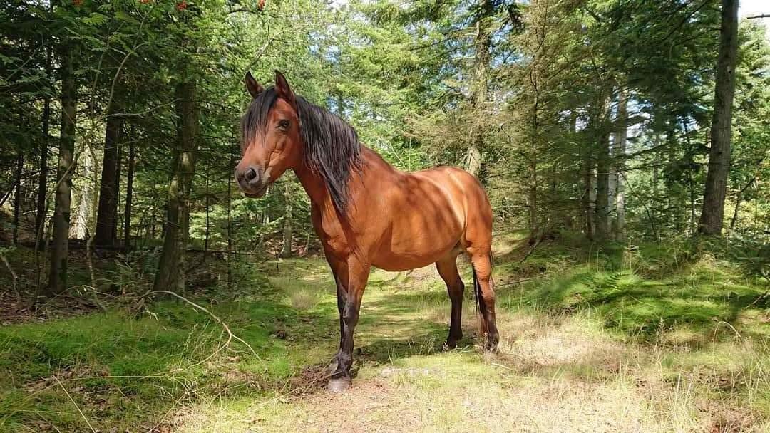 Anden særlig race Hmsogwestern's Rainbow billede 1