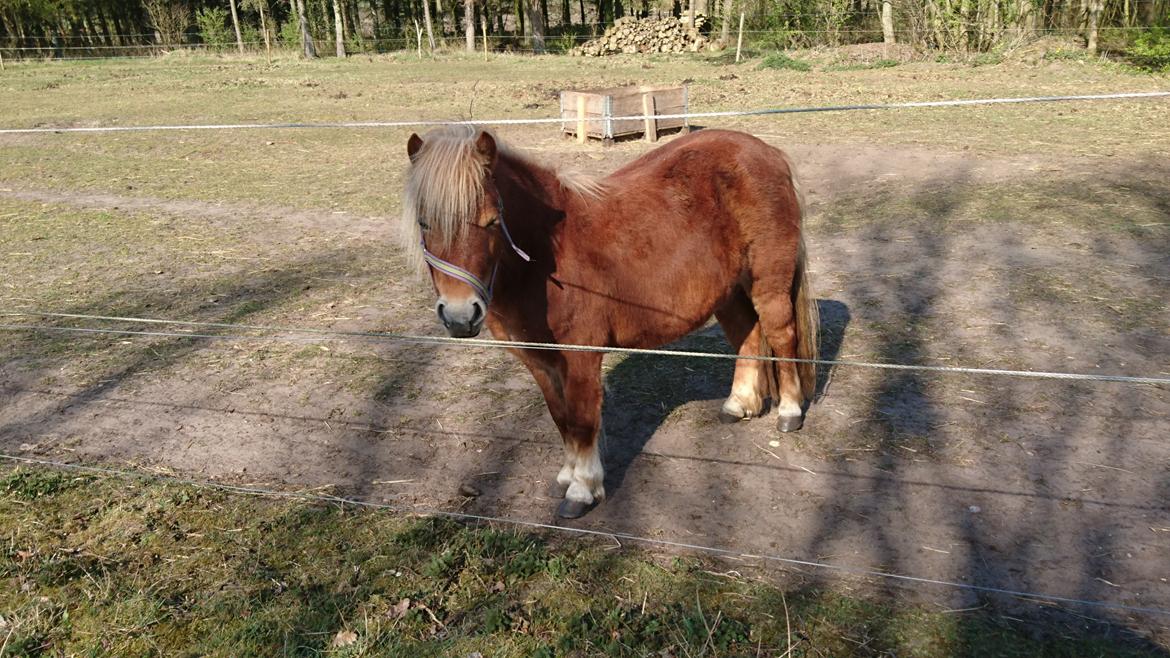 Shetlænder Rihanna billede 1