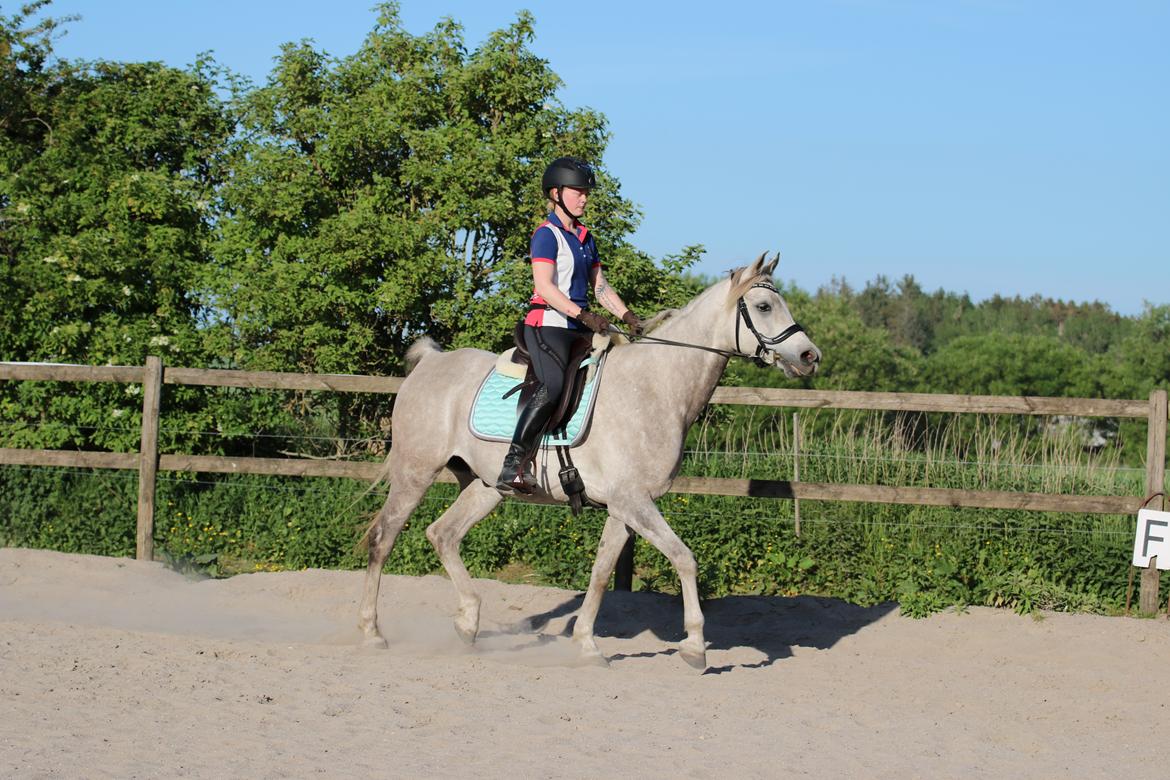 Arabisk fuldblod (OX) Rafiq ox billede 7