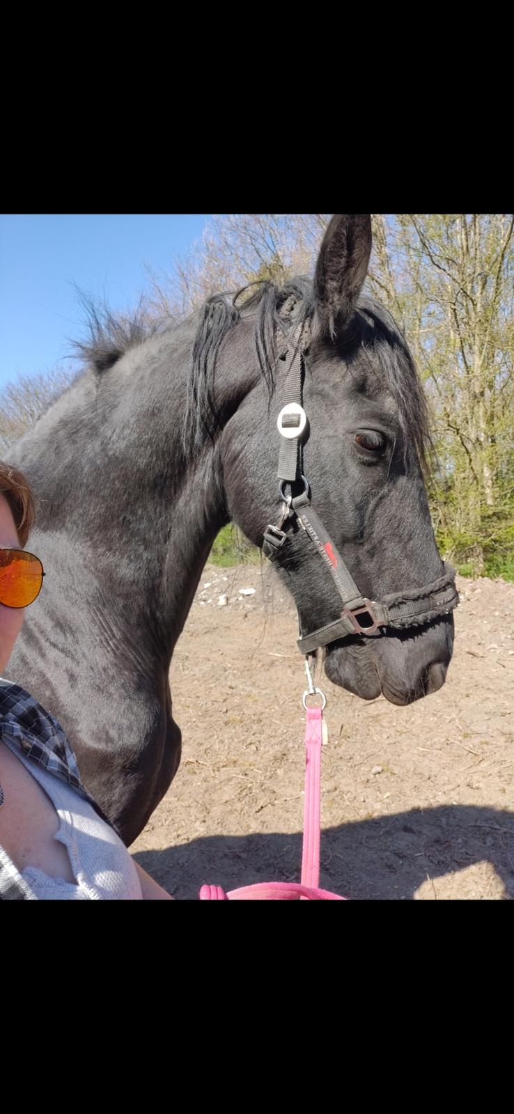 Frieser Sjouke van t' sonnis billede 1