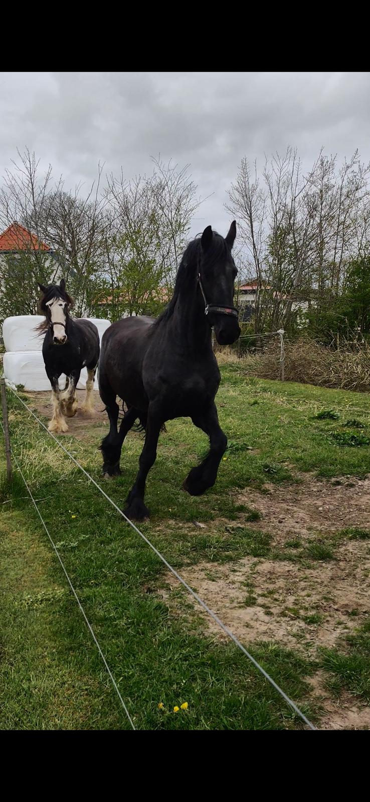 Frieser Sjouke van t' sonnis billede 2