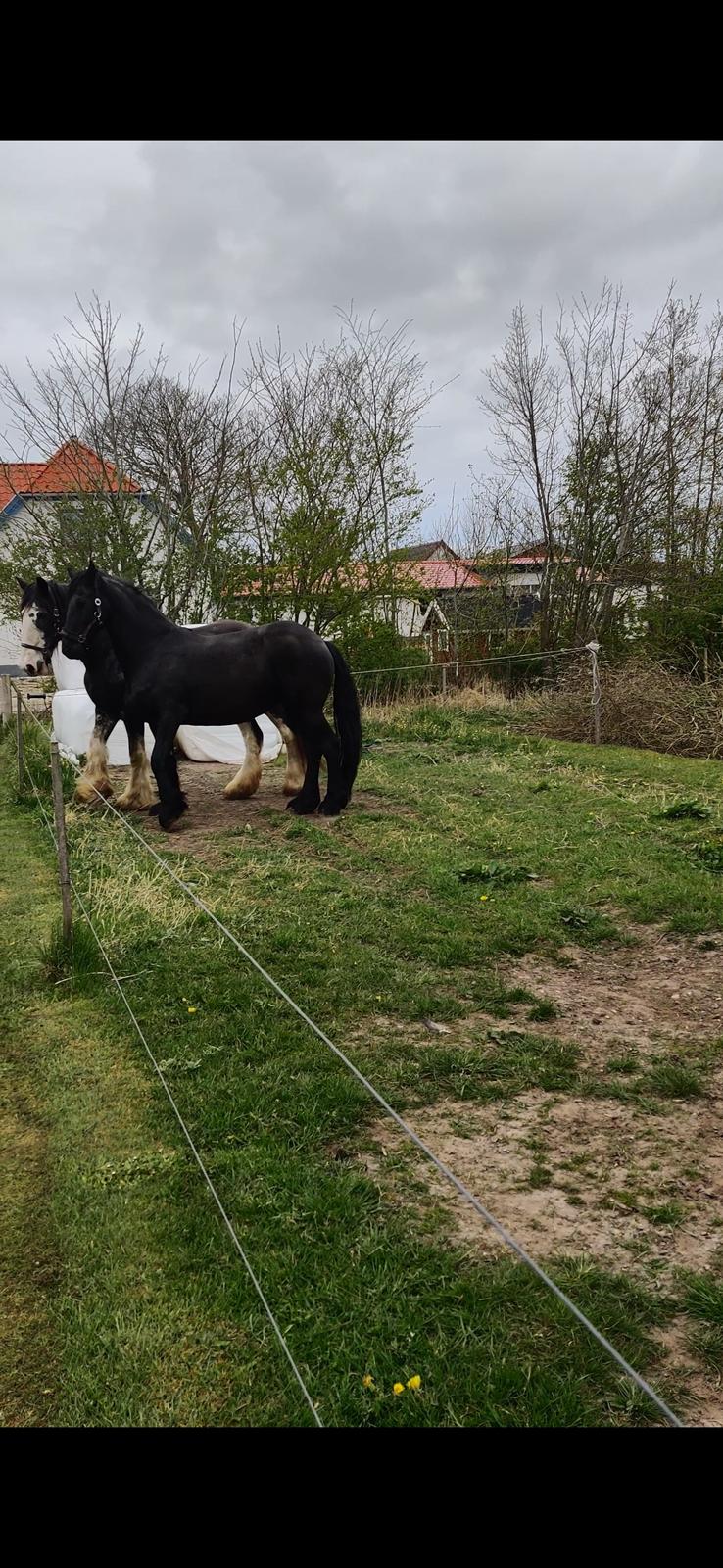 Frieser Sjouke van t' sonnis billede 3