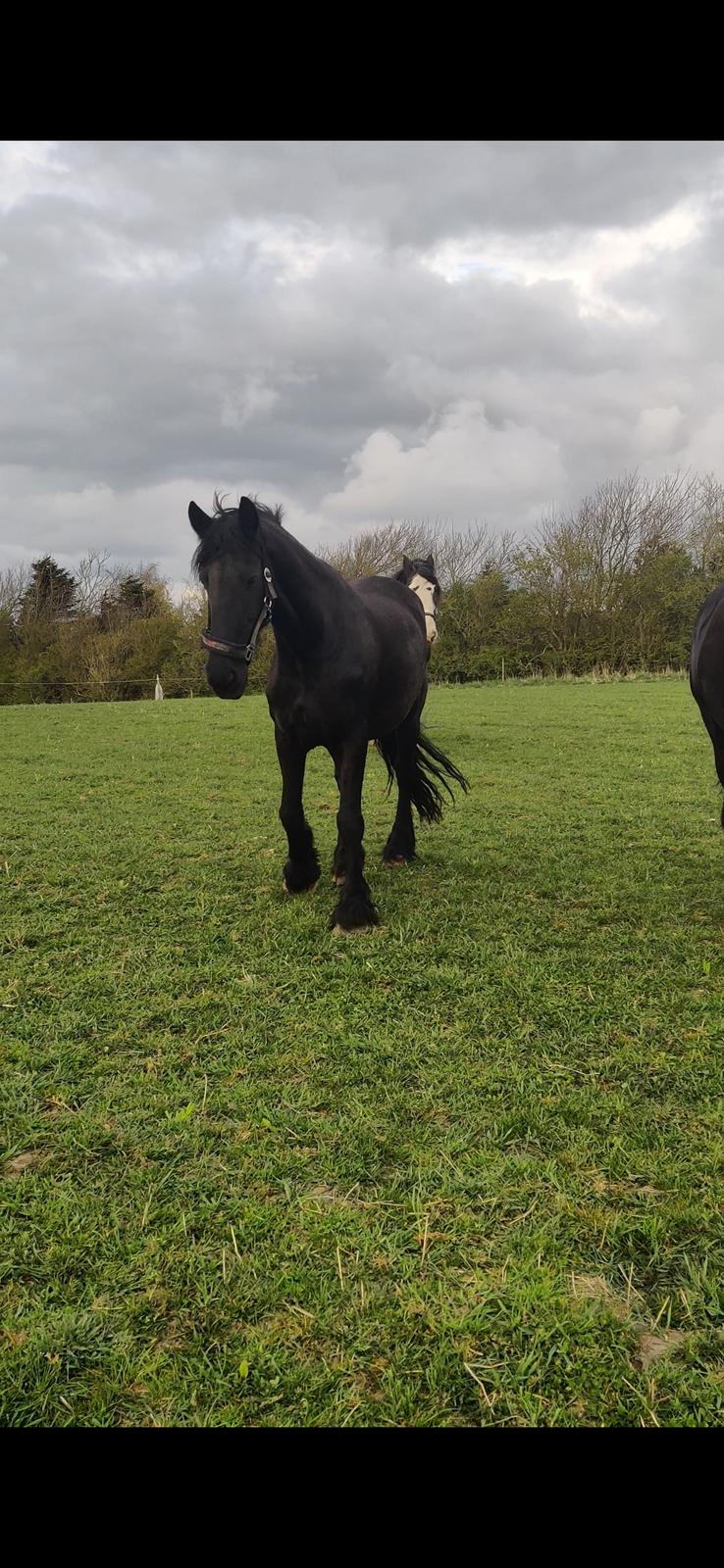 Frieser Sjouke van t' sonnis billede 4