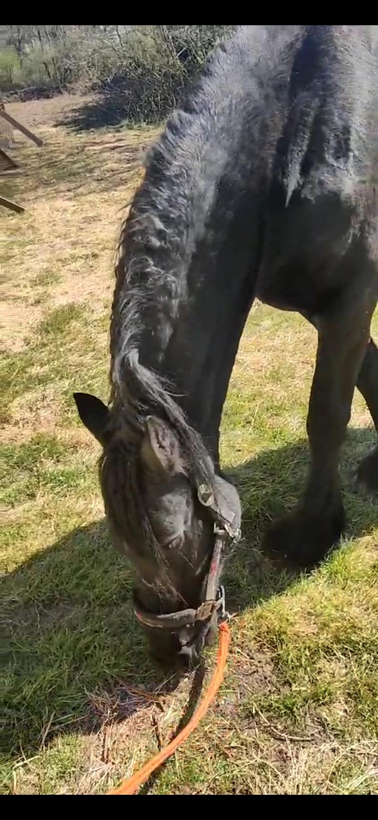 Frieser Sjouke van t' sonnis billede 5