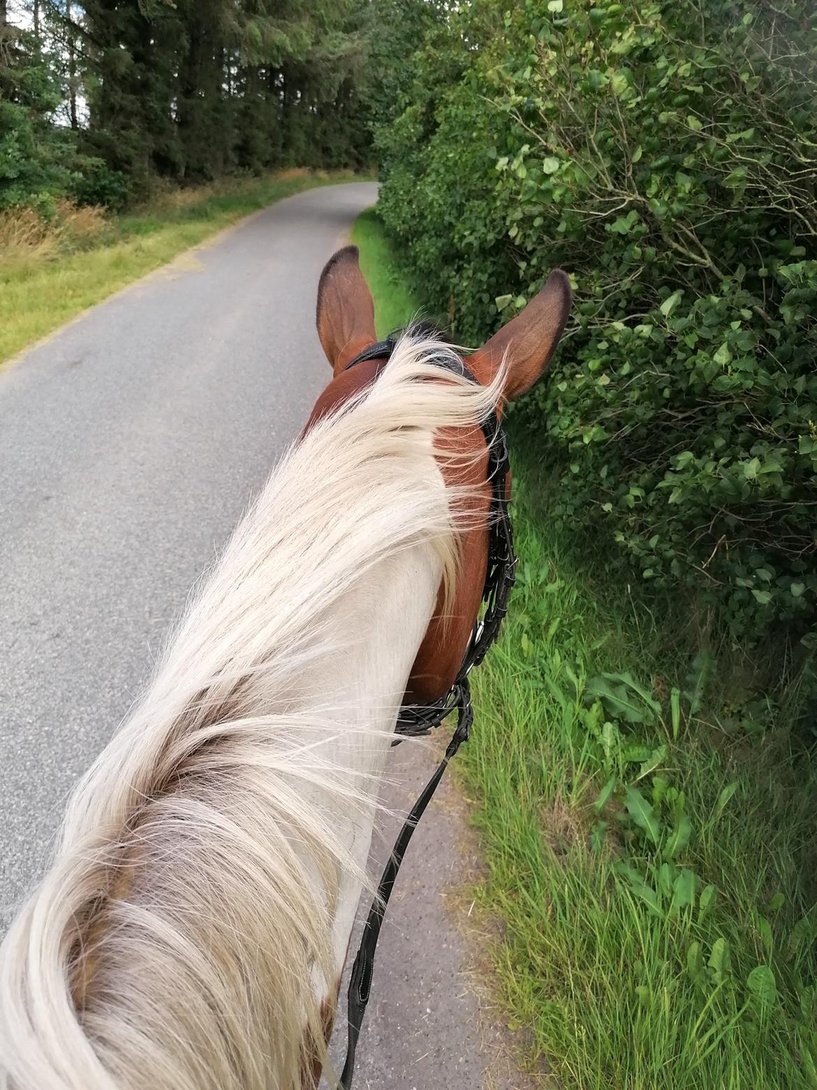 Pinto Løvegaardens Lurifax Wito billede 11