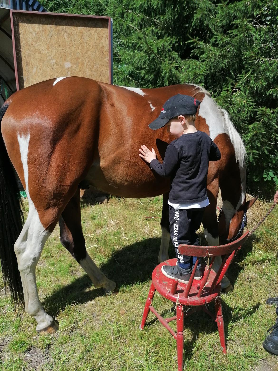 Pinto Løvegaardens Lurifax Wito billede 12