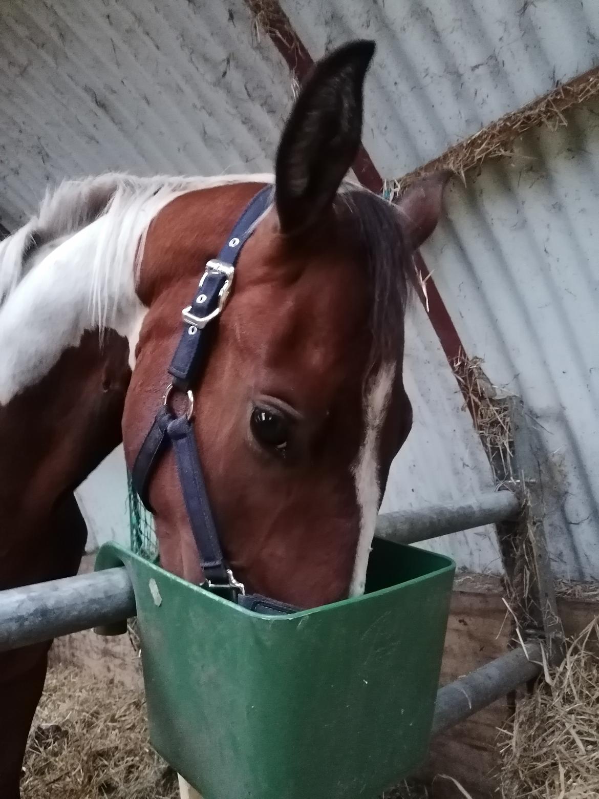 Pinto Løvegaardens Lurifax Wito billede 16