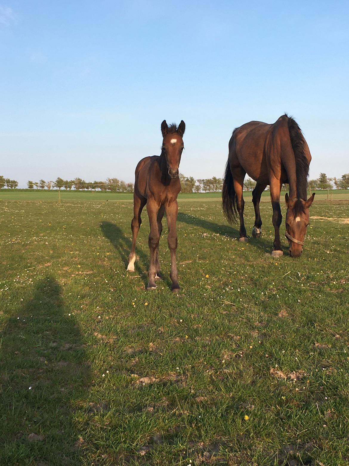 Dansk Varmblod Moesgaard's Pinnacle himmelbabyhest billede 5