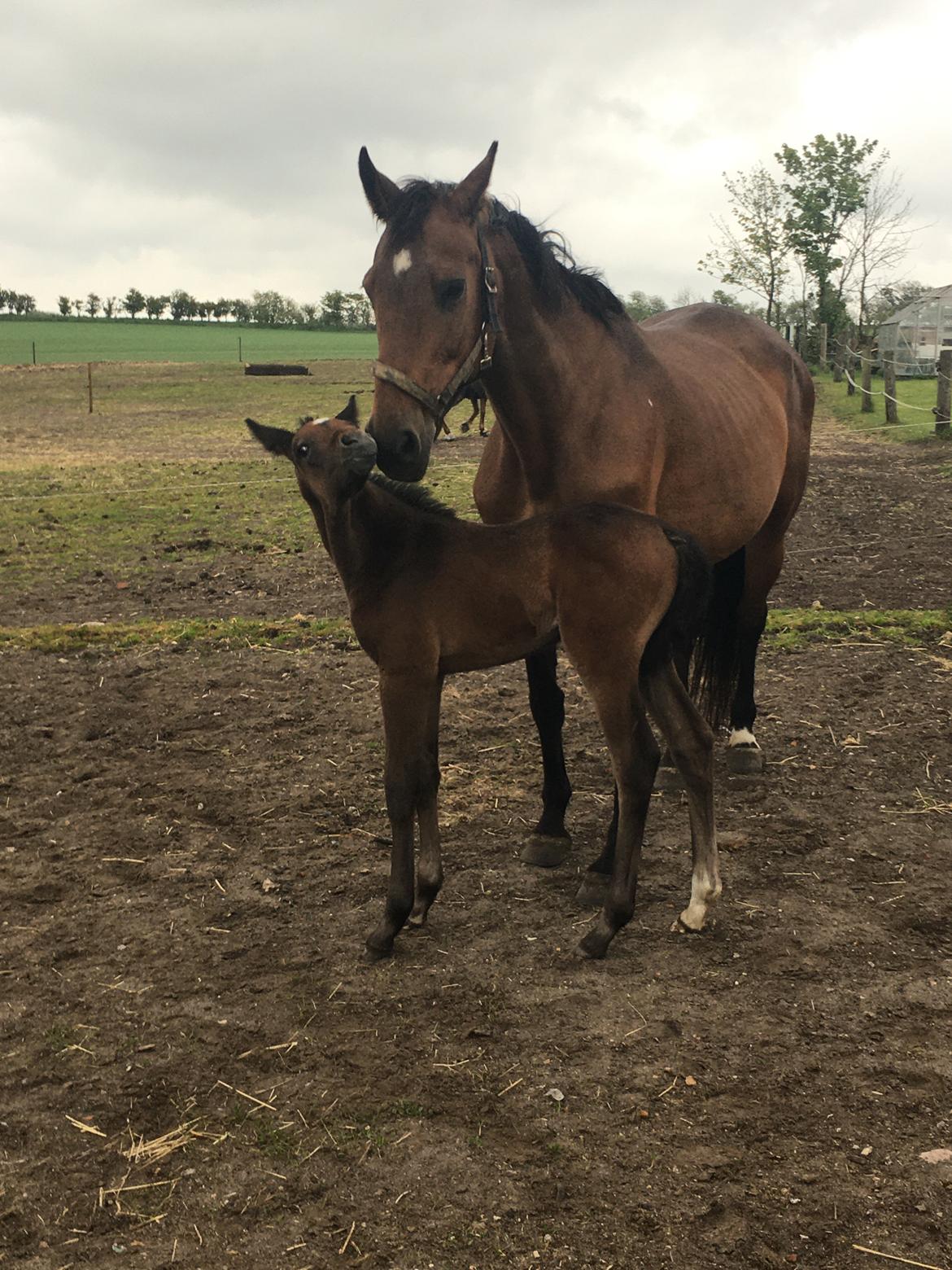 Dansk Varmblod Moesgaard's Pinnacle himmelbabyhest billede 6