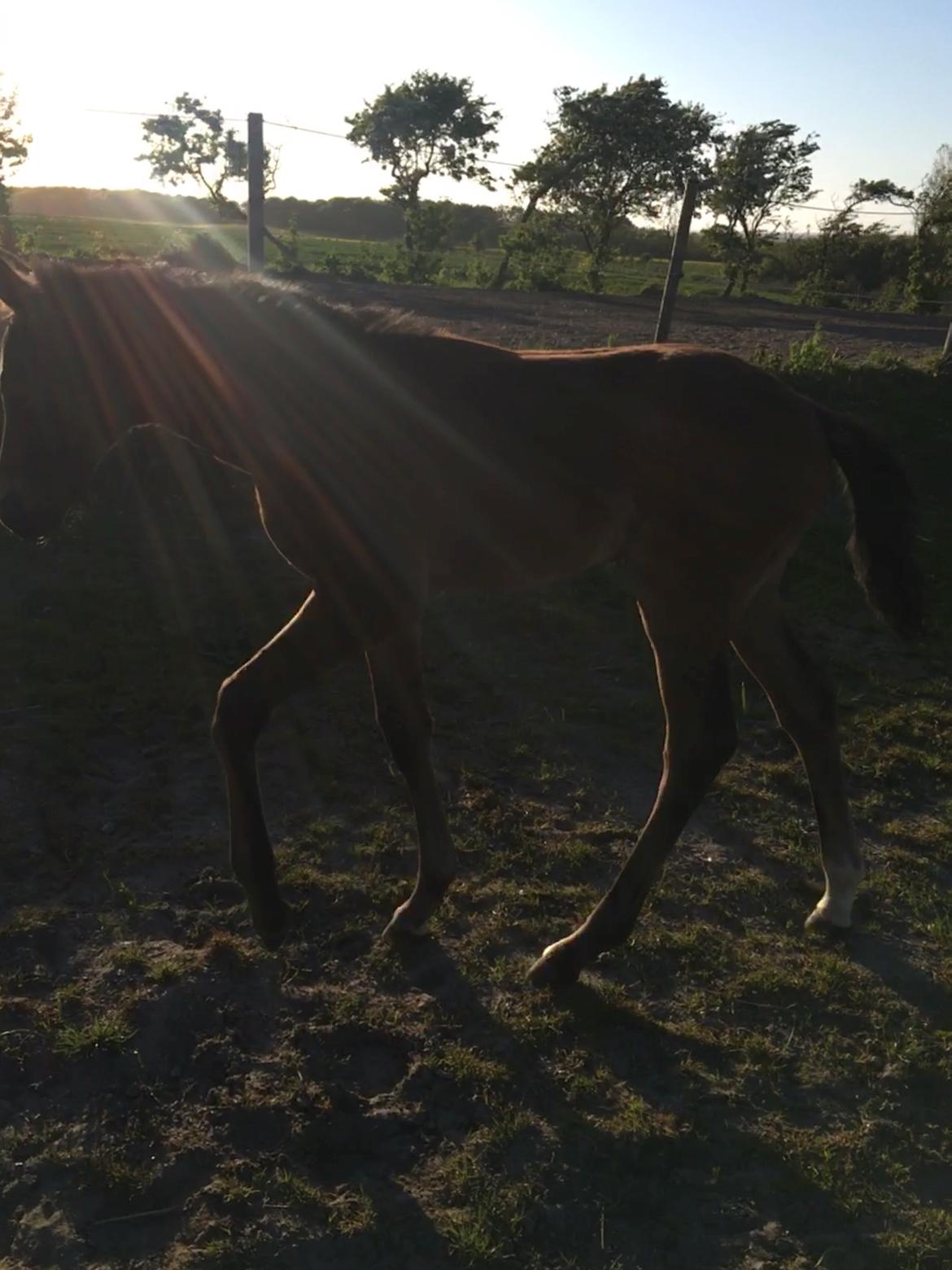 Dansk Varmblod Moesgaard's Pinnacle himmelbabyhest billede 9