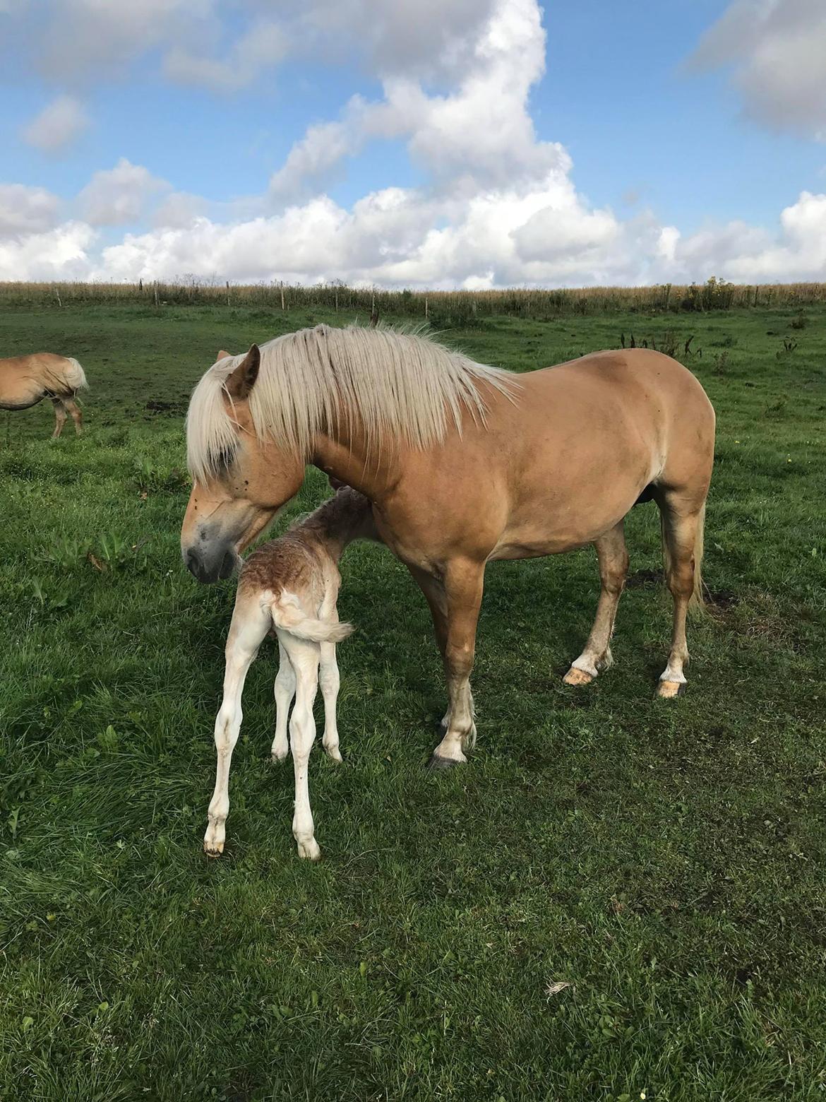 Haflinger Merlin billede 1