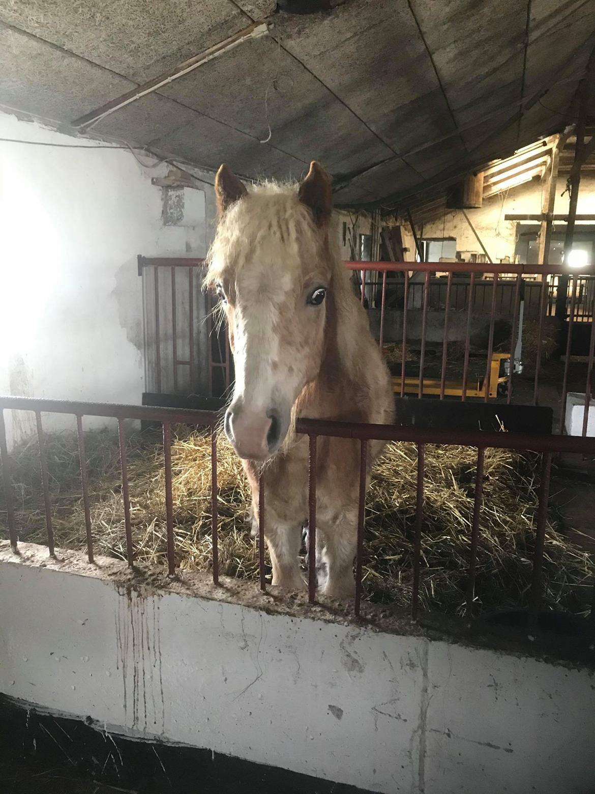 Haflinger Merlin billede 3