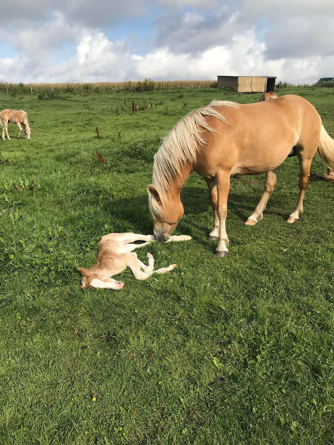 Haflinger Merlin billede 2