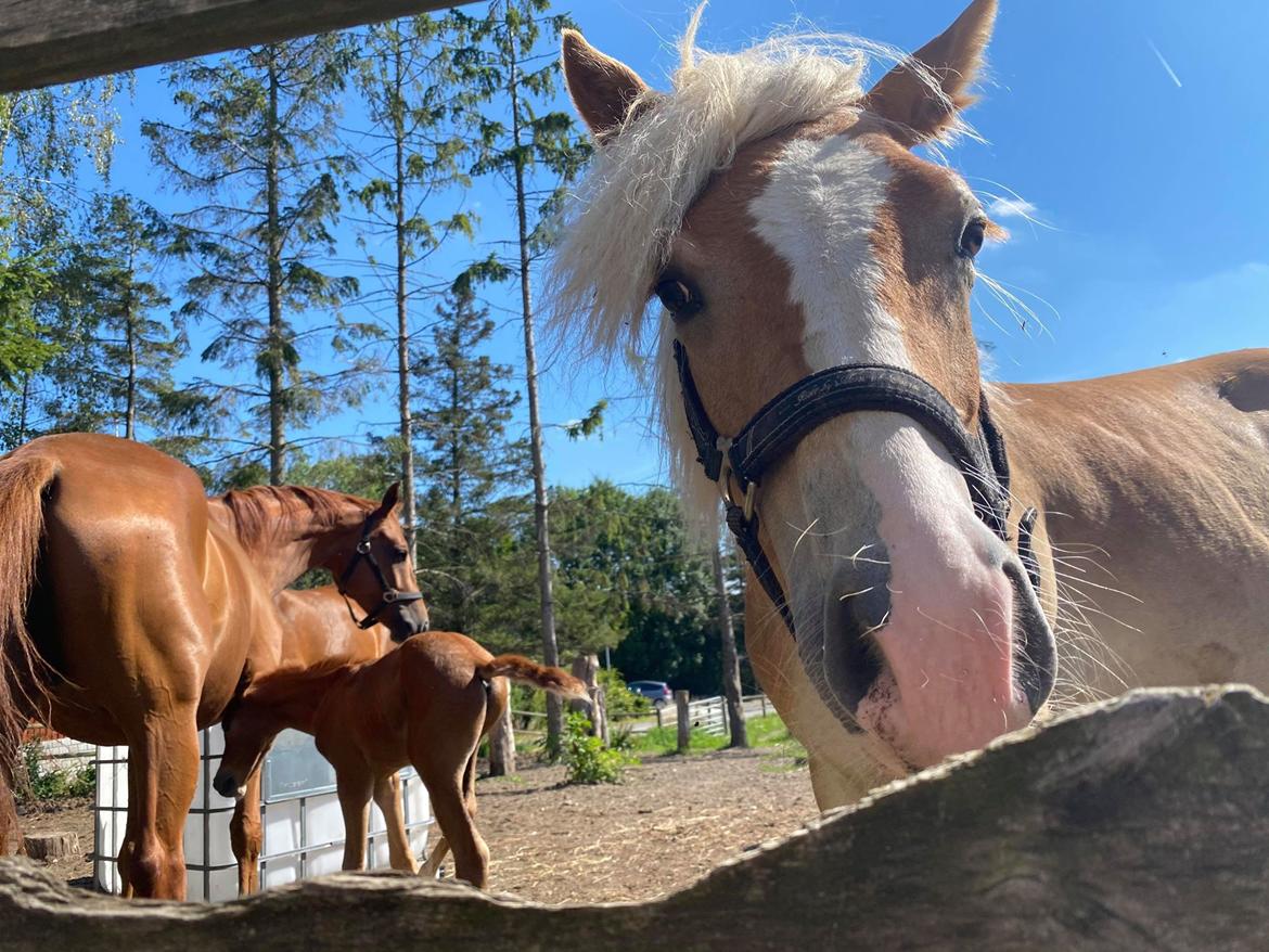 Haflinger Merlin billede 4