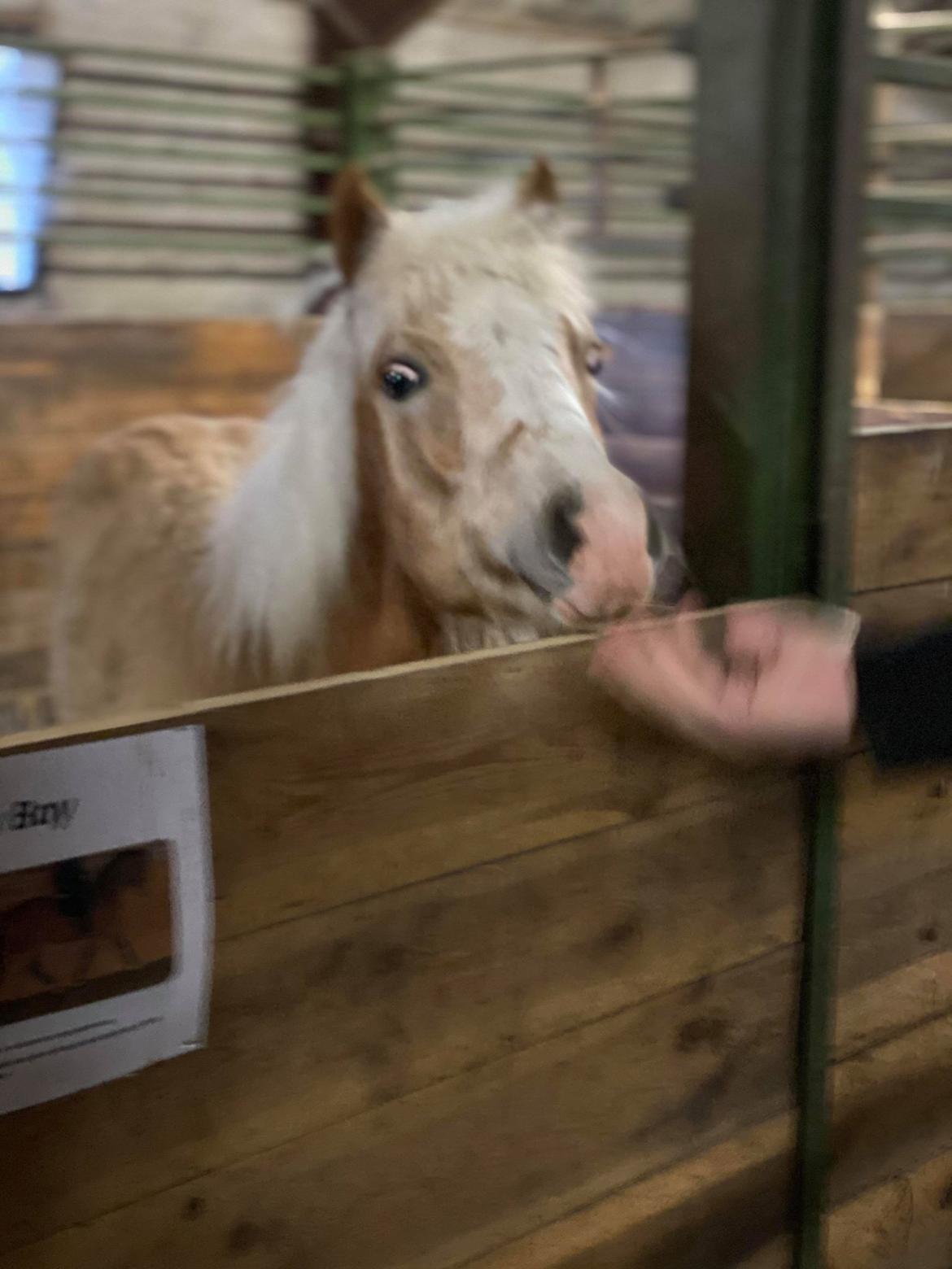 Haflinger Merlin billede 6