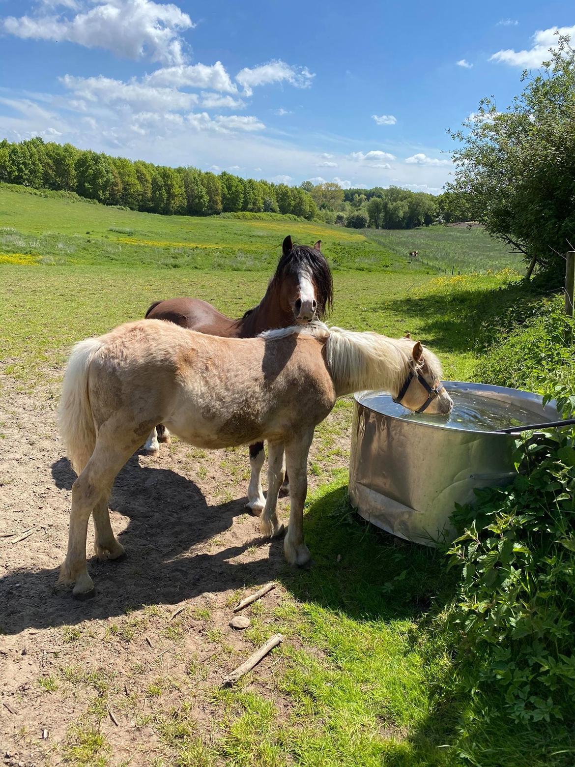 Haflinger Merlin billede 5