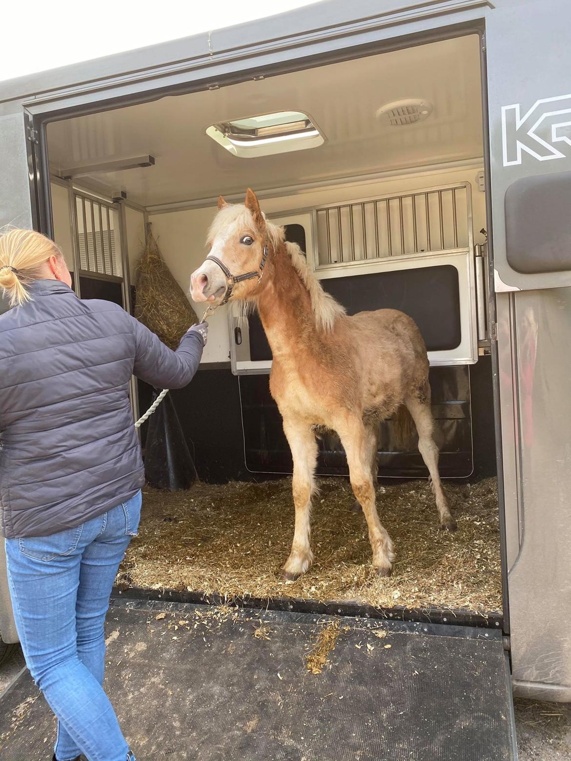 Haflinger Merlin billede 7