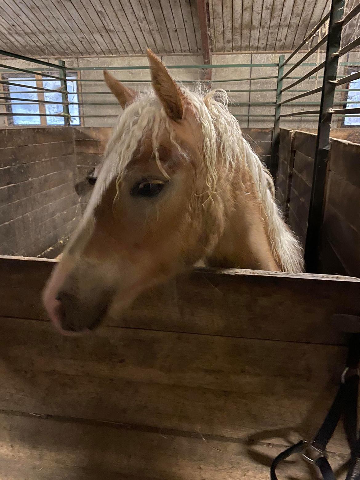 Haflinger Merlin billede 9